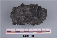 藏品(昆蟲)的圖片